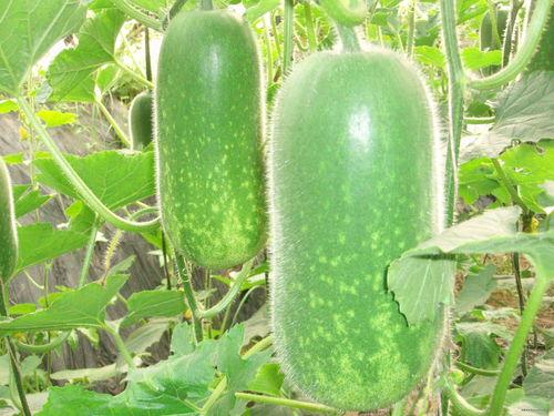 吃瓜网A4V.dN,带你走进神秘的网络世界