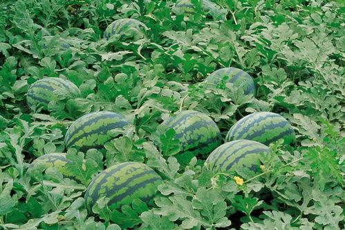 郯城网红吃瓜群微信,揭秘网络社交圈的趣味与争议