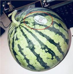 宜宾网红吃瓜,揭秘网络红人的幕后故事