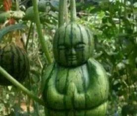 商洛网红吃瓜事件真相