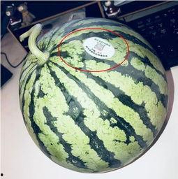 伦敦吃瓜网红是哪里人,揭秘其神秘身世之谜