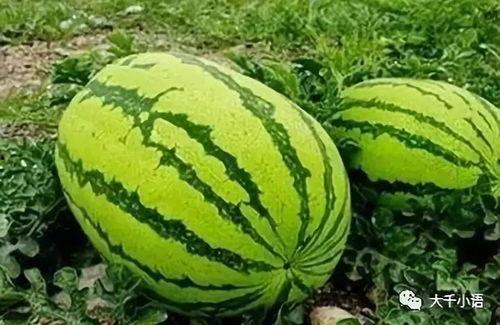 _吃瓜去哪个网,全网热门话题一网打尽