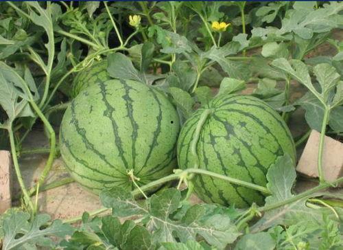 英国网红吃瓜事件,揭秘网络舆论的风暴与真相