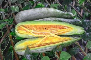 陇南网红吃瓜,揭秘当地美食背后的故事