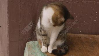 吃瓜猫咪影视下载官网,海量资源一网打尽